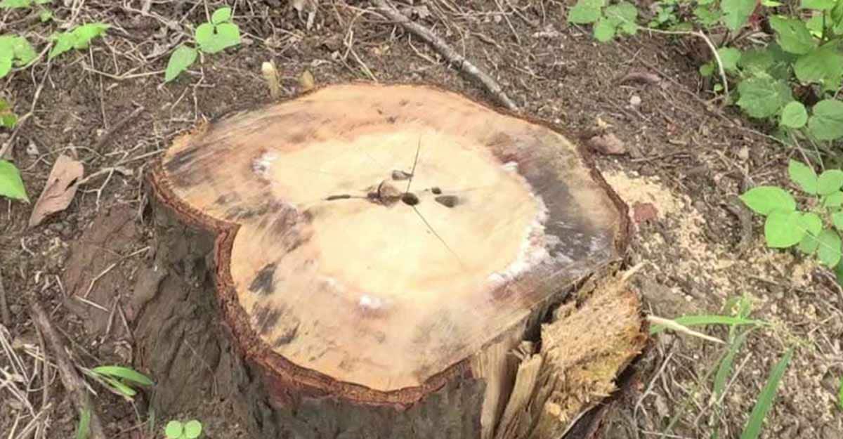 Sandalwood trees, worth Rs 50 lakh, stolen from Marayoor Sandalwood trees, worth Rs 50 lakh, stolen from Marayoor