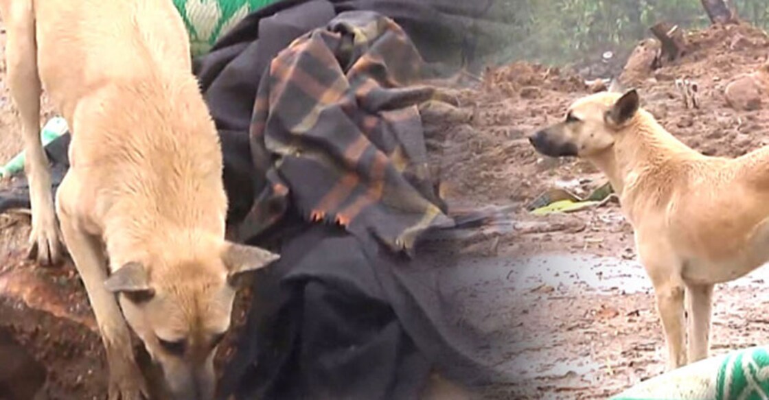 Orphaned dog becomes haunting presence at Pettimudi | Video