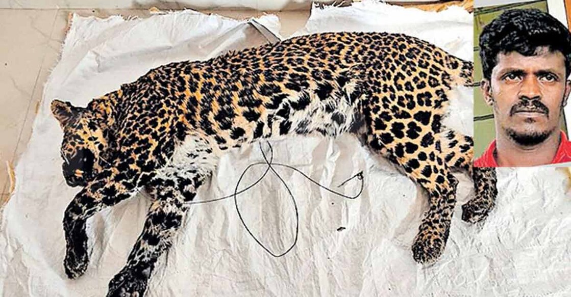 Over a year after his cow was killed, man hunts down leopard in Munnar