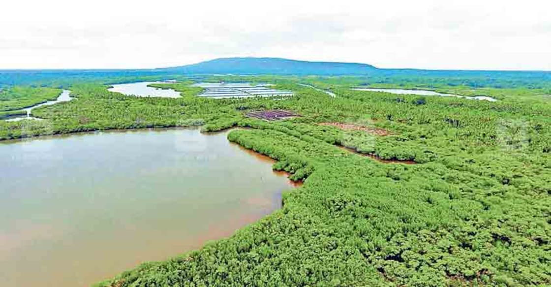 kannur-mangroves