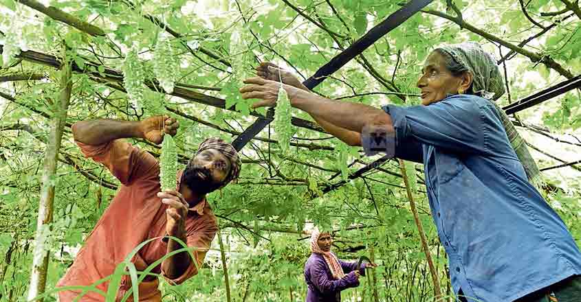 Organic farmers now keep Keezhattoor buzzing Organic farmers now keep Keezhattoor buzzing