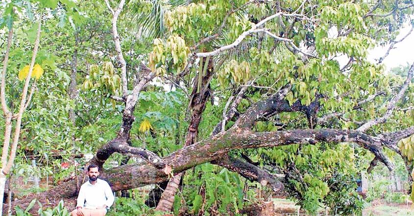 There is a guardian of mangoes in Kunhimangalam There is a guardian of mangoes in Kunhimangalam