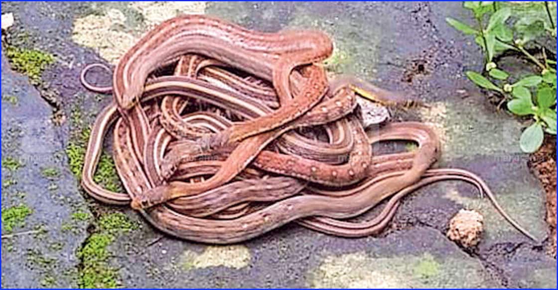 Kannur family shocked as snakes gather on courtyard