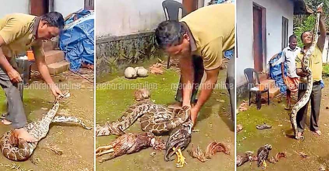 Snake catcher stamps on python, HC seeks explanation
