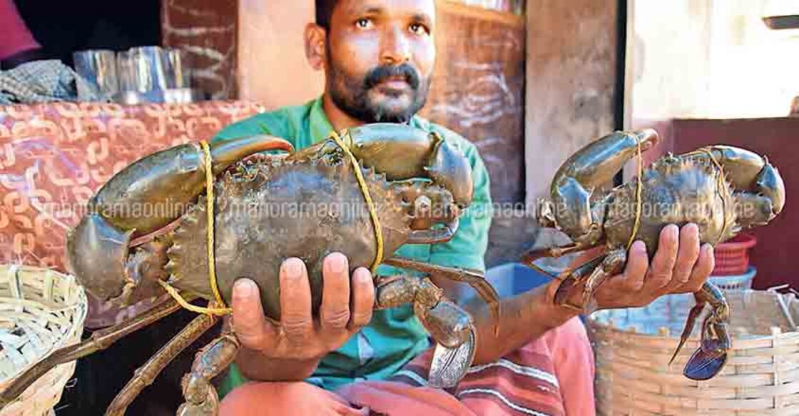 Crabs provide succour to fishermen in distress