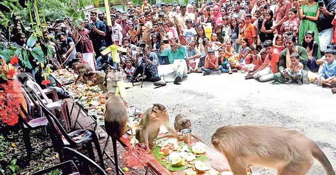 A sumptuous Onam feast for monkeys too