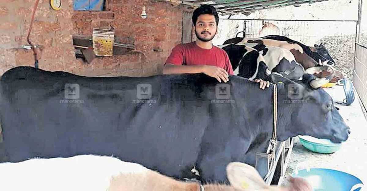 20-year-old takes to dairy farming after college, earns over Rs 50,000 a  month | Kerala News | English Manorama