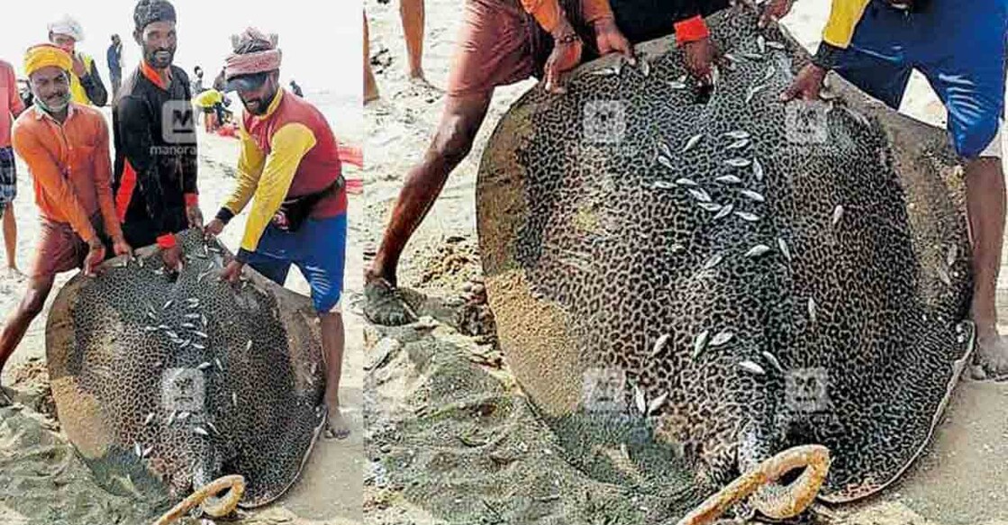 Rare eagle ray caught, sold for Rs 10,000 in Kerala's Kasaragod
