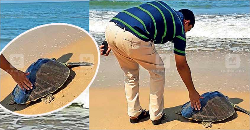 Turtle, found trapped in fishing net, released into the sea Turtle, found trapped in fishing net, released into the sea