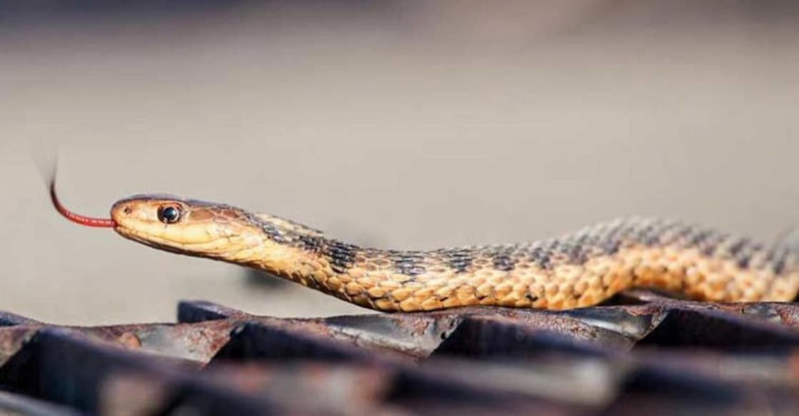 Baby bitten by snake found COVID+ve!