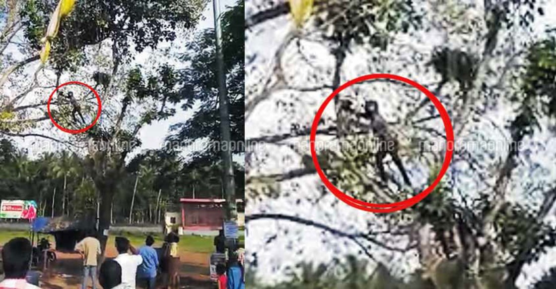 Kollam paraglider