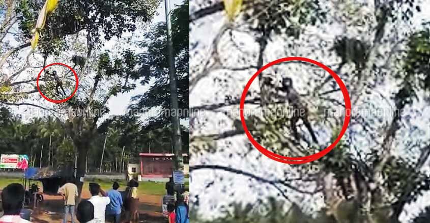 Kollam paraglider