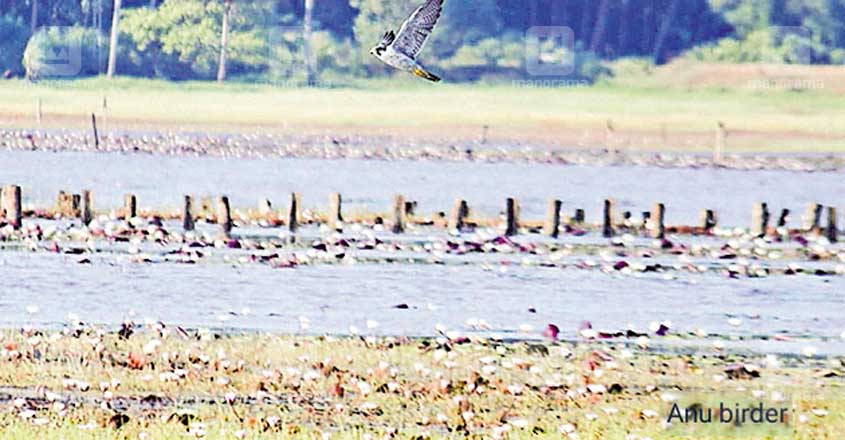 Peregrine falcon, world's fastest bird, sighted in Kollam