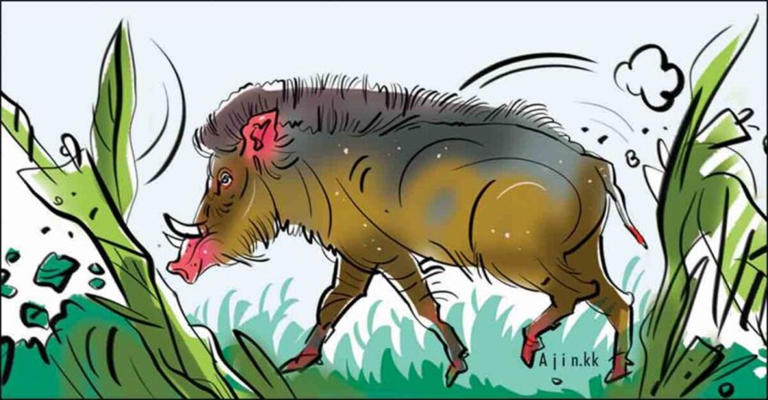 Wanted! Wild boar hunters; Why few respond to Forest Dept notice