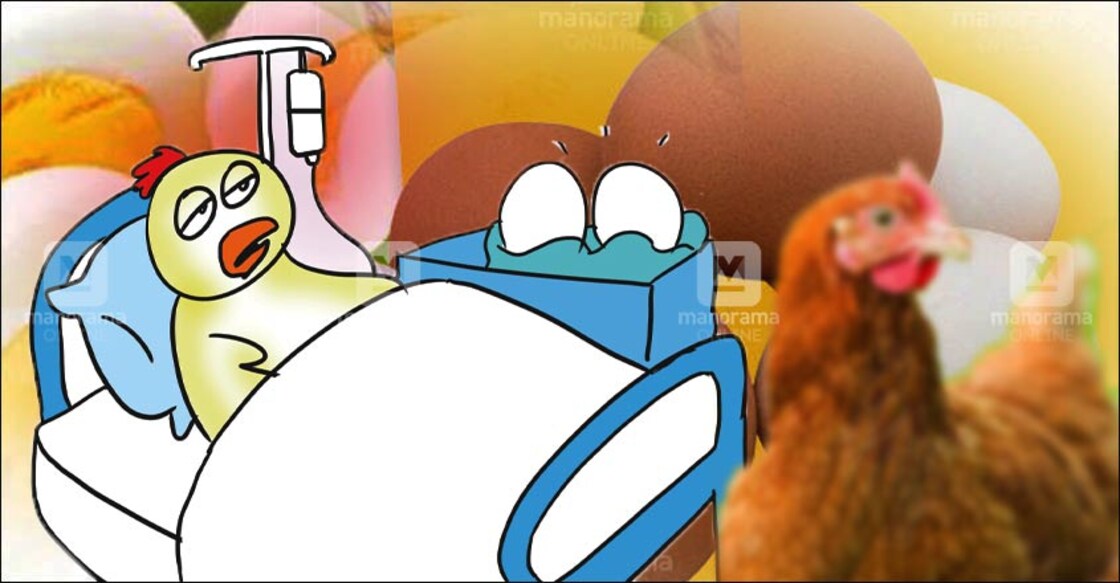 Hen goes under the knife as egg gets stuck