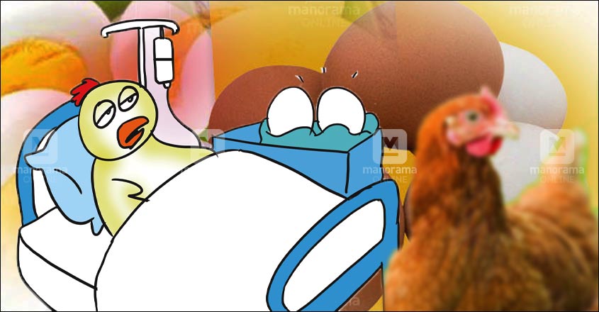 Hen goes under the knife as egg gets stuck