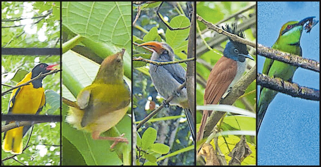 Near-threatened species of birds return to Kollam neighbourhood amid COVID-19 lockdown