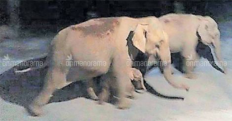 Elephants raid human habitats as foresters clear forest to plant teak