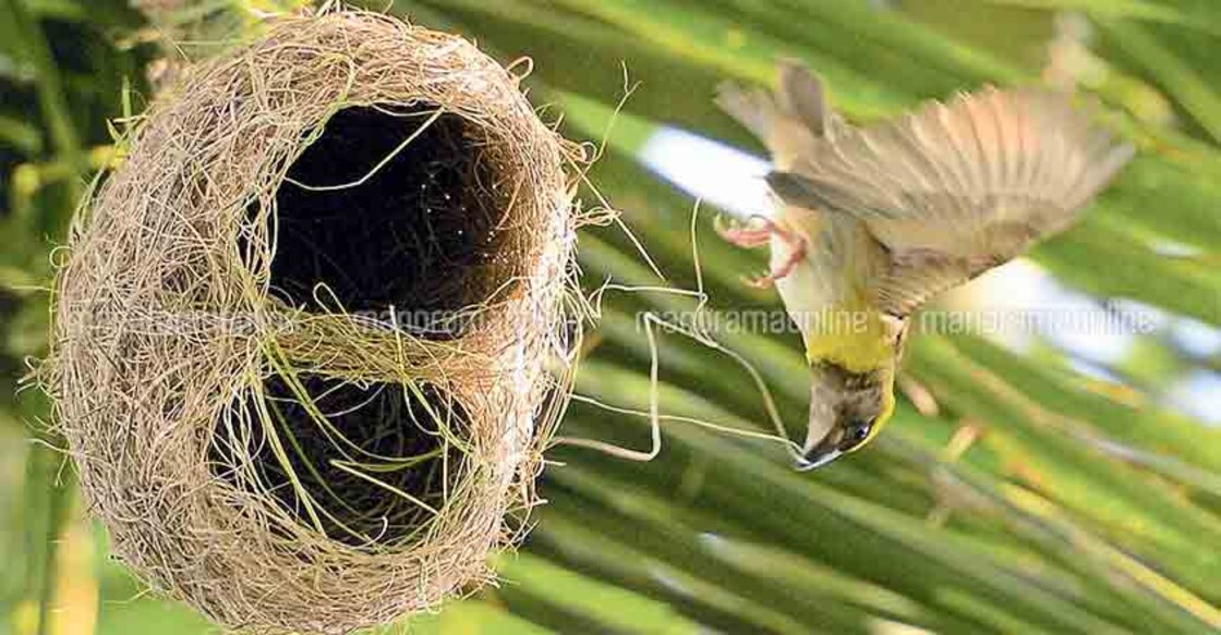 Sparrow nests are the new loot