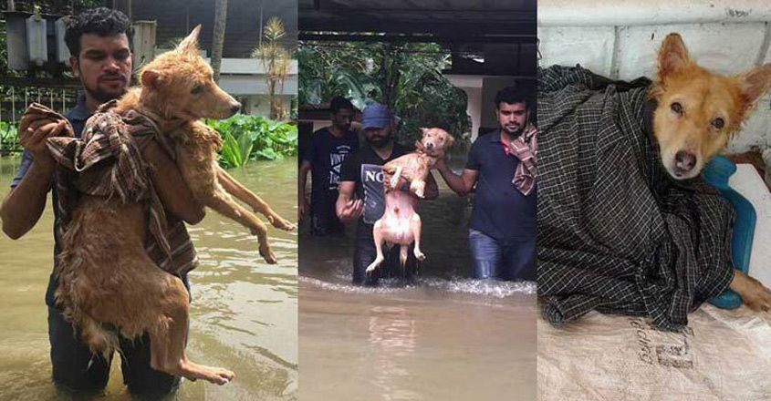 Techies give Guppy, the stranded pup, a lifeline | Guppy | dog rescue |  animal rescue | samaritans | Kottayam flood | flood rescue | family abandon