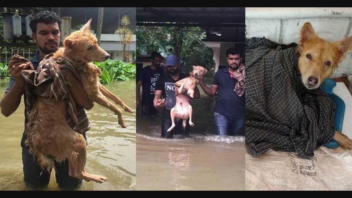 Techies give Guppy, the stranded pup, a lifeline | Guppy | dog rescue |  animal rescue | samaritans | Kottayam flood | flood rescue | family abandon