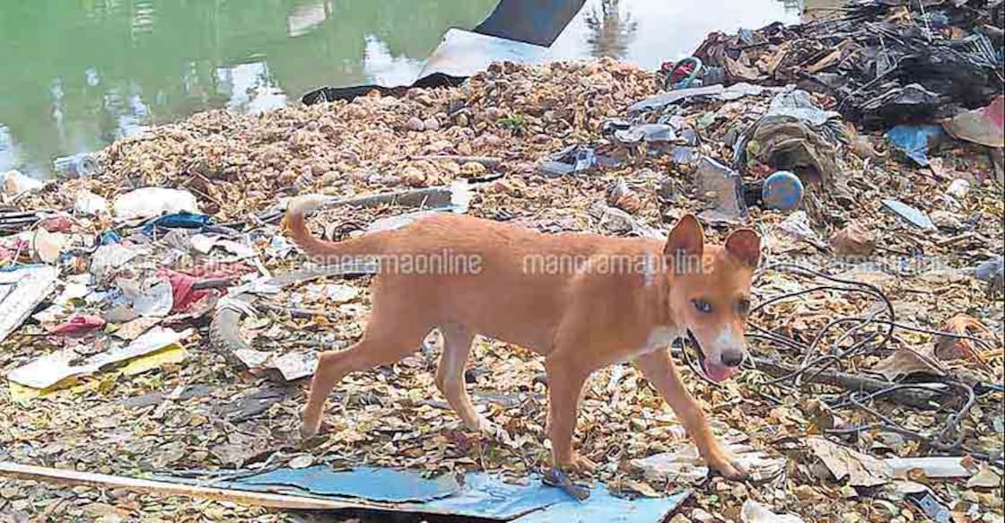 Meenachil river stares at death post flood havoc