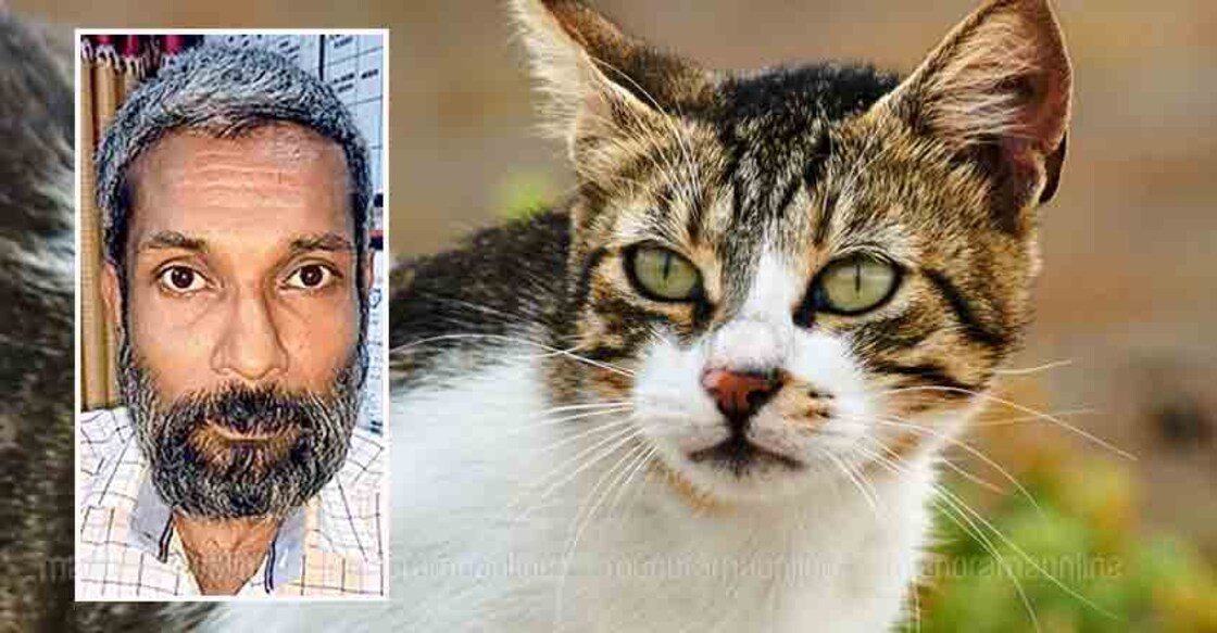 Irked by neighbour’s kittens, Kottayam man kills them