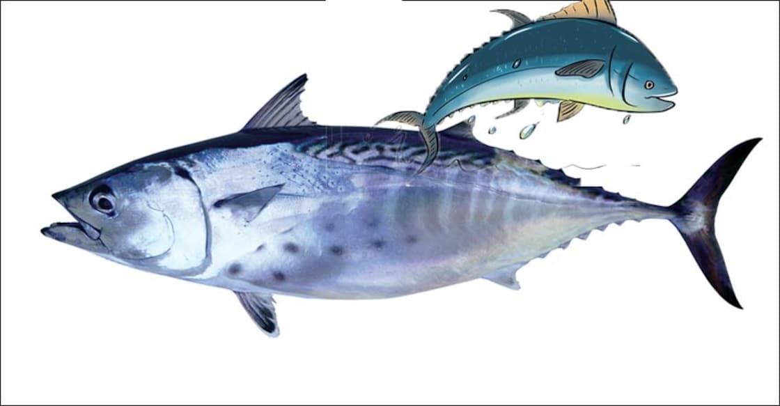 Good news for Kottayam: Chemical-free, fresh fish to be available at your doorstep