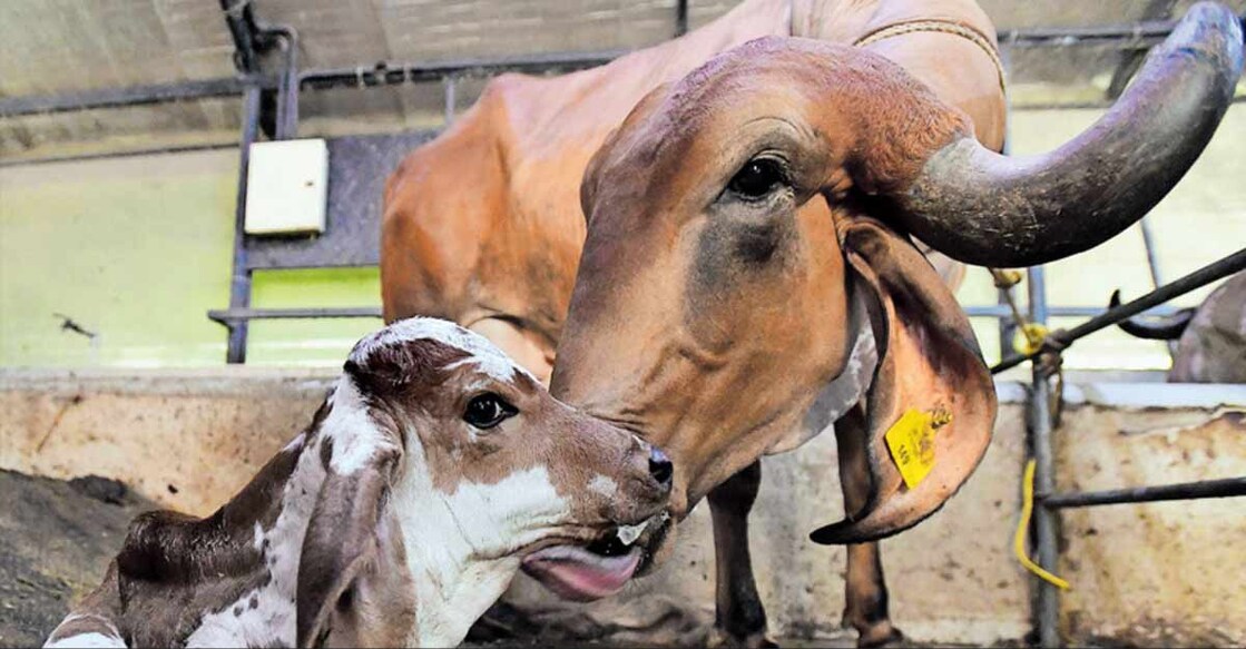 Here's the first Gir calf born by embryo transfer in Kerala