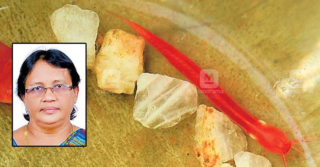 Rare Indian blind catfish found again in Kottayam