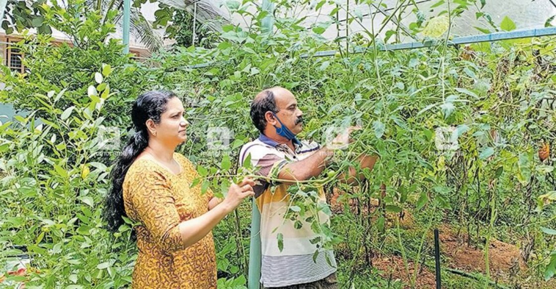 These farmers are reaping bumper harvests for their efforts during lockdown