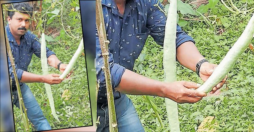 These farmers are reaping bumper harvests for their efforts during lockdown These farmers are reaping bumper harvests for their efforts during lockdown