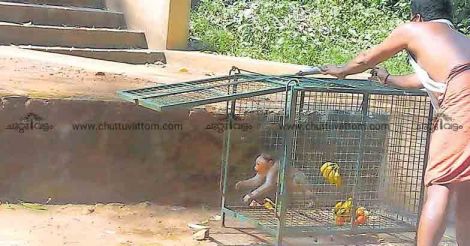 Monkey deaths: Forest department caught in trap cage row 