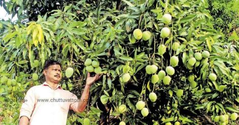 Young farmer dumps rubber for mango and tastes 