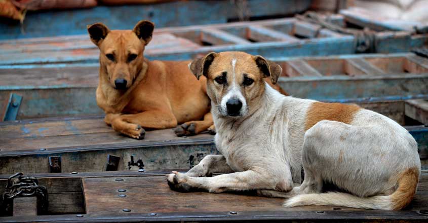 how do you handle a stray dog