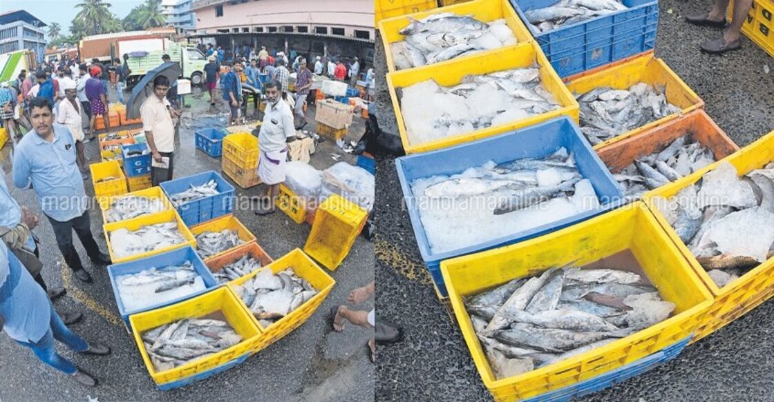 Is there anything fishy about frozen fish sold in Kozhikode?