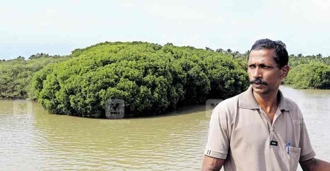 Kadalundi mangroves take firm root, thanks to father-son duo