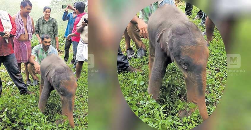 Newly-born elephant calf falls into reservoir, rescued by plantation workers Newly-born elephant calf falls into reservoir, rescued by plantation workers