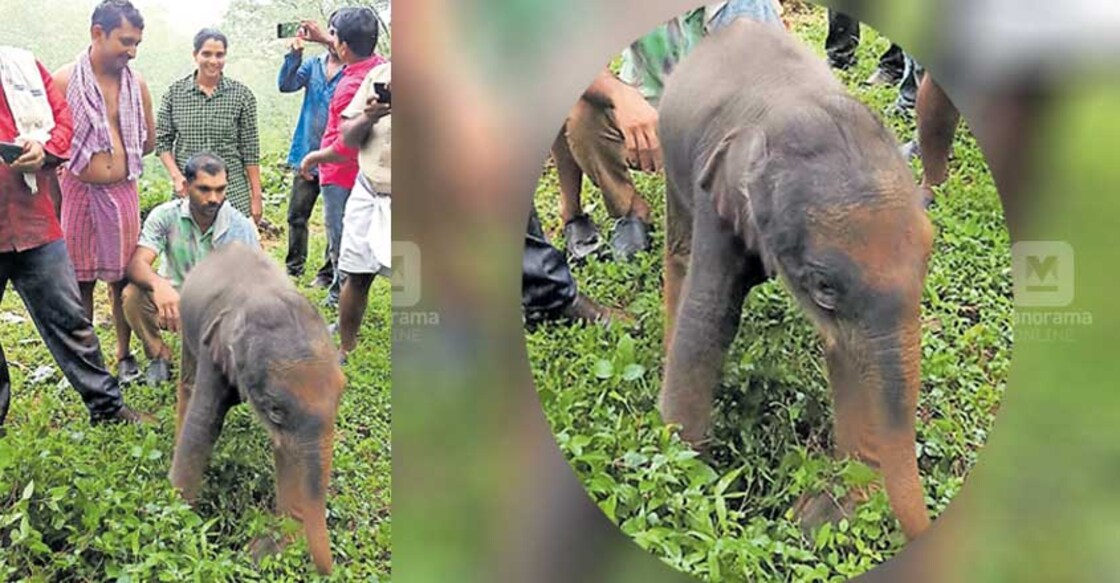 Newly-born elephant calf falls into reservoir, rescued by plantation workers