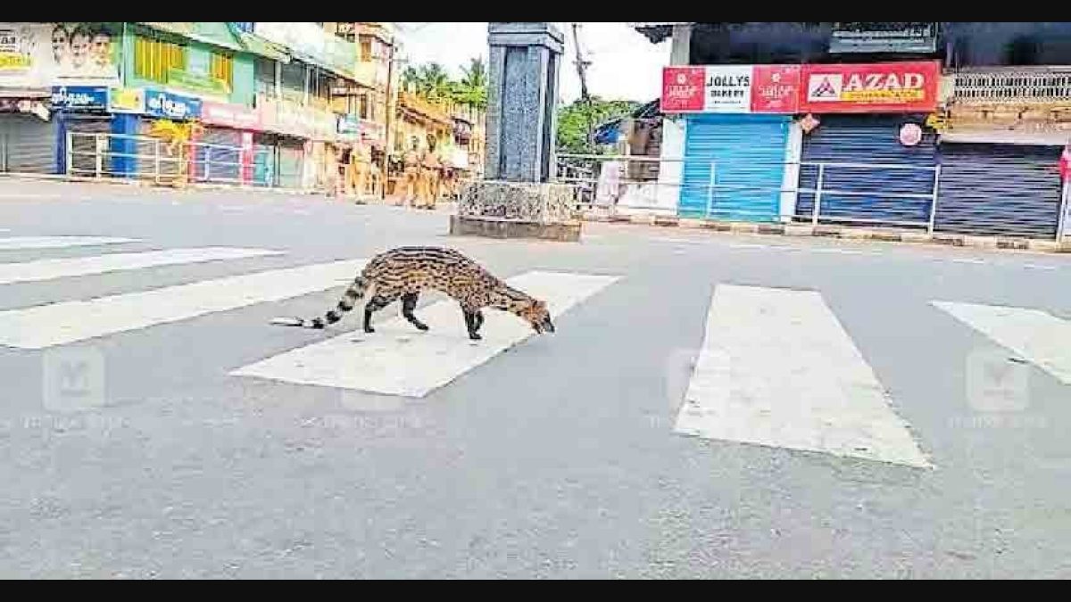 Small Indian Civet walks along the road in Kozhikode, video goes viral
