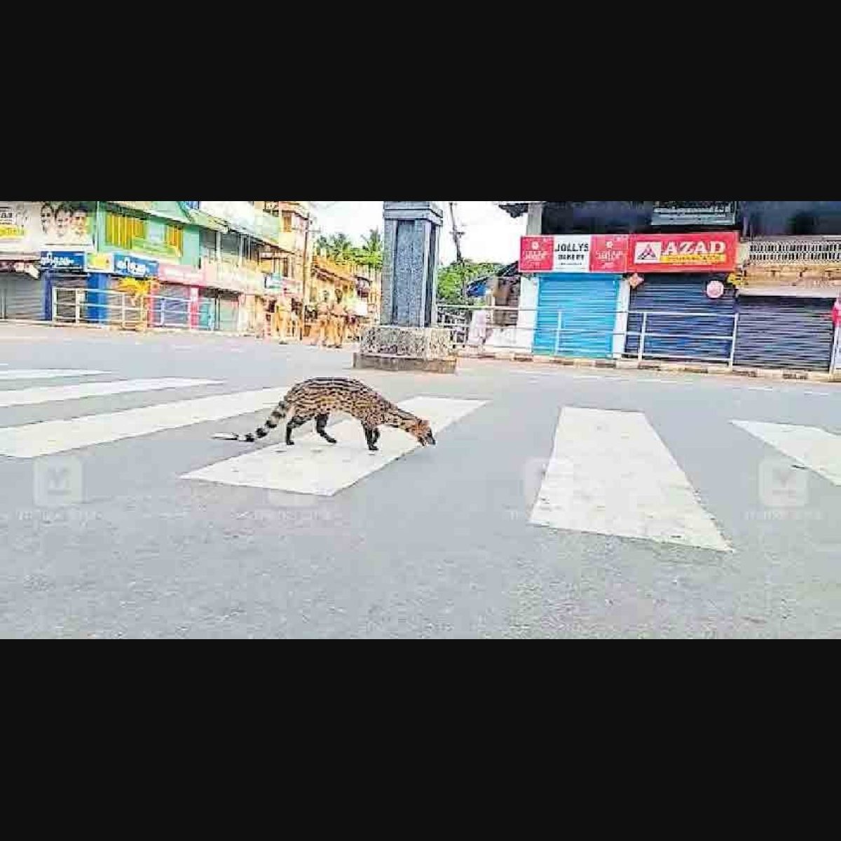 Small Indian Civet walks along the road in Kozhikode, video goes viral