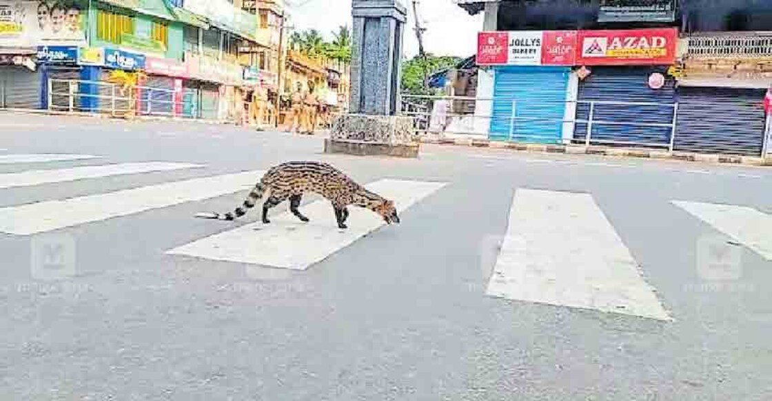 Small Indian Civet walks along the road in Kozhikode, video goes viral