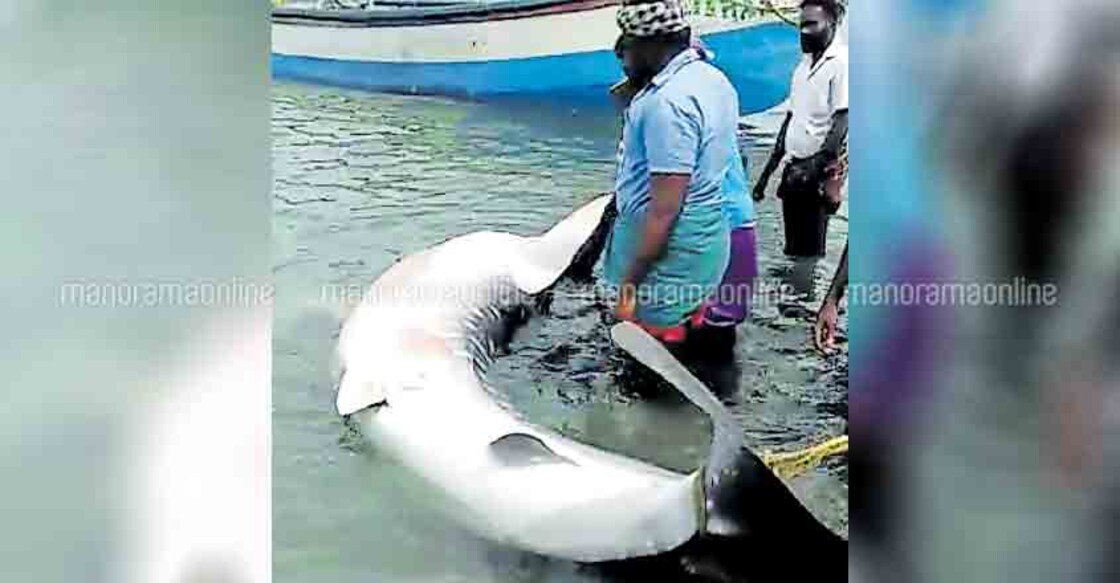 Fishermen return netted whale shark to sea