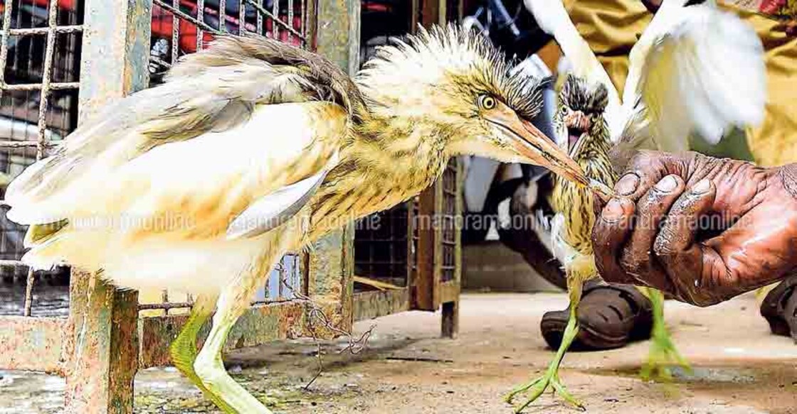 Mindless Lopping: 86 birds rescued by forest department left to die Mindless Lopping: 86 birds rescued by forest department left to die