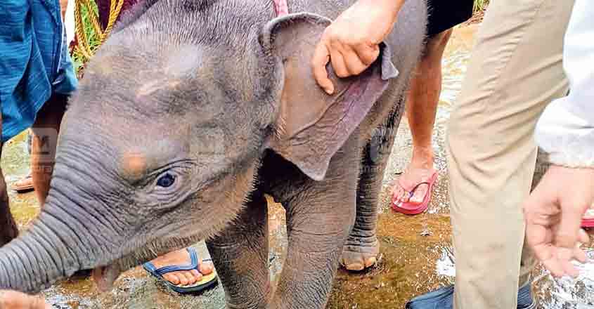Forest personnel rescues little tusker that got separated from herd Forest personnel rescues little tusker that got separated from herd
