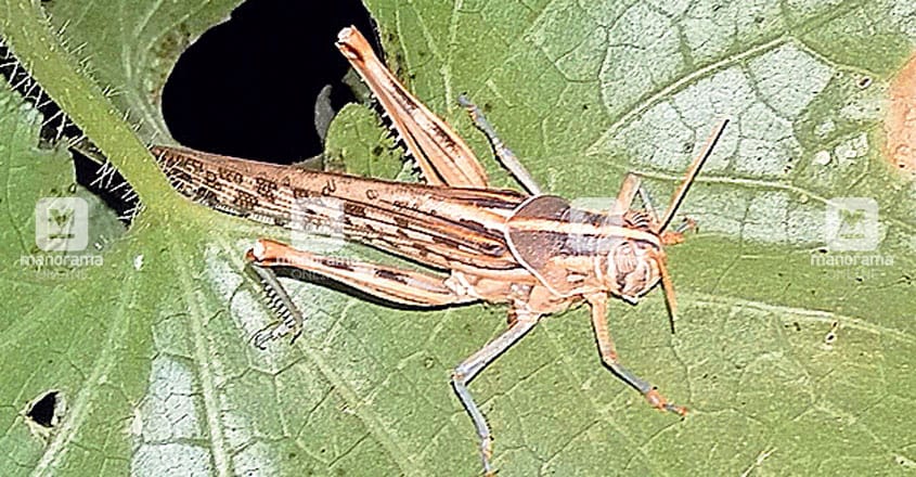 Dreaded desert locust spotted at farm in Malappuram Dreaded desert locust spotted at farm in Malappuram
