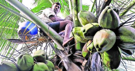 Panchayat president doubles up as toddy tapper to make up for meager salary