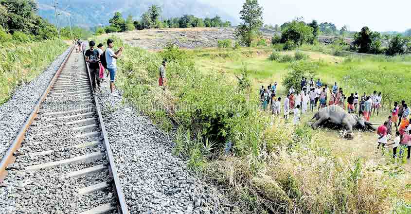 Another elephant killed as train smashes it at Walayar Another elephant killed as train smashes it at Walayar