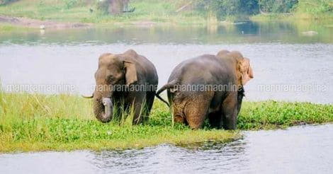 Two wild tuskers stranded in Bharatapuzha keep govt personnel on their toes