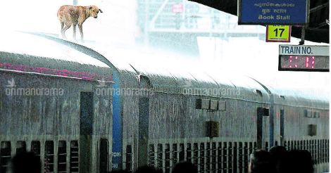 Stowaway dog holds up train for half an hour